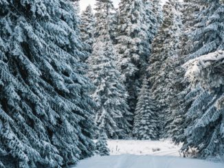 Forstamt Rüdesheim bietet wieder Weihnachtsbaumverkauf im Wald an