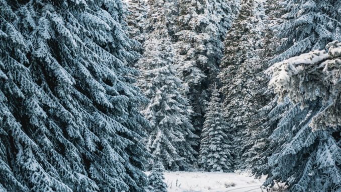 Forstamt Rüdesheim bietet wieder Weihnachtsbaumverkauf im Wald an