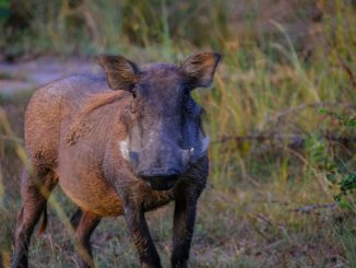 Rheingau Taunus Kreis meldet seit Februar keine neuen Nachweise der Afrikanischen Schweinepest