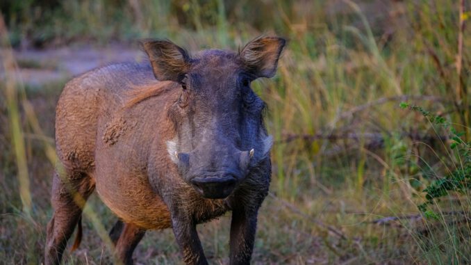 Rheingau Taunus Kreis meldet seit Februar keine neuen Nachweise der Afrikanischen Schweinepest