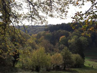 Rundweg in Rauenthal führt 5,4 Kilometer durch Weinberge, Wiesen und Streuobst
