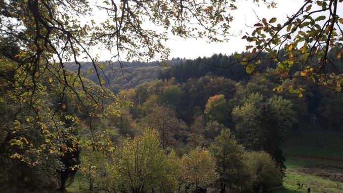 Rundweg in Rauenthal führt 5,4 Kilometer durch Weinberge, Wiesen und Streuobst